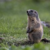 Dans la vallée de la Dischma, les marmottes vivent aujourd'hui en moyenne 86 mètres plus haut qu'en 1982, mais restent en dessous de la limite supérieure connue de 2700 m. (photo d'archives) KEYSTONE/GIAN EHRENZELLER